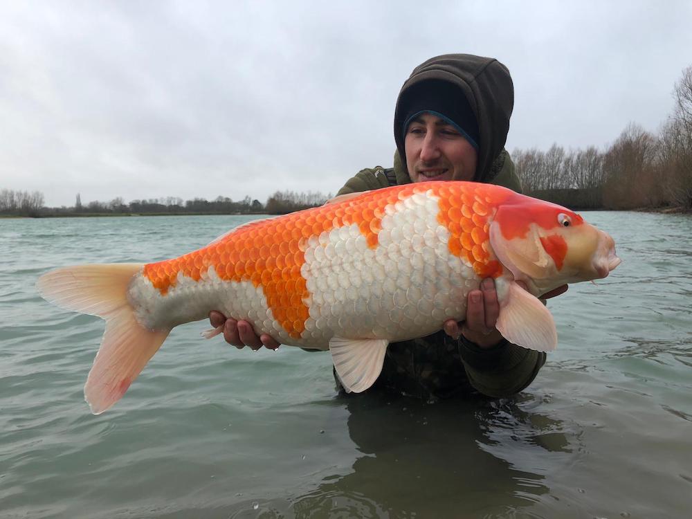 Koi Karpfen () Koi Karpfen